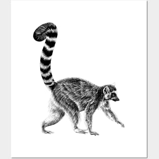 Walking ring-tailed lemur monkey ink illustration 2 Posters and Art